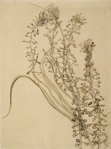Tassel Hyacinth by Vincent van Gogh